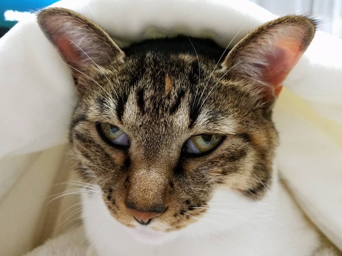 寝ているのか起きているのか？面白顔