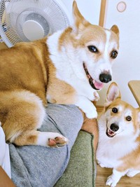 イケワンすぎる！ 笑顔がかわいい（左から）ニコくん、弟・ハルくん（画像提供：くぅこ@コーギーのいる暮らしさん）