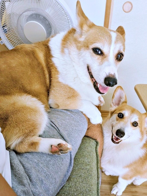 イケワンすぎる！ 笑顔がかわいい（左から）ニコくん、弟・ハルくん（画像提供：くぅこ@コーギーのいる暮らしさん）