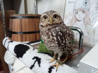 ドヤ顔のホーリー