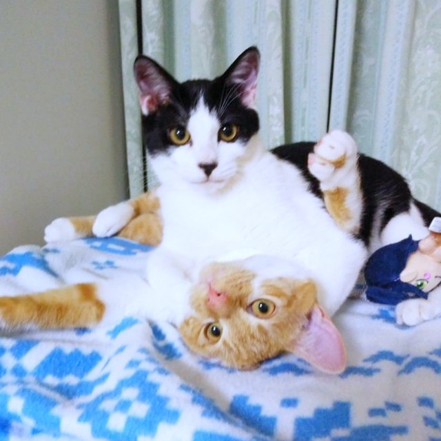 じゃれ合うミィちゃん（上）ときなこちゃん（下）（画像提供：鬼檸檬さん）