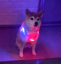 「実はまぶしくないんですワン」（動画からキャプチャー／提供：柴犬もも さん）