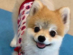 食いしん坊なポメラニアン「はな」　苦い薬も一瞬でペロリ