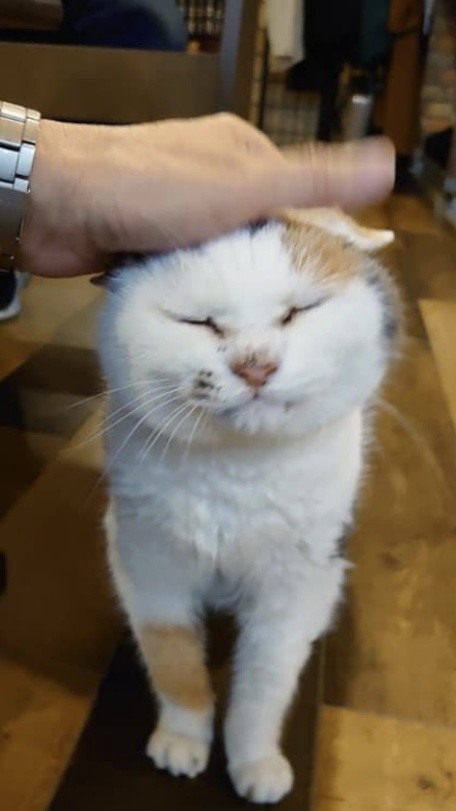 ナデナデされた時にはご満悦なお顔に