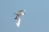 コサギとザリガニの空中戦／エタさん（@1373Tugumi）提供