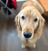 ちゃんと目を合わしてくれたら、こんな可愛い瞳をしているピケくん（画像提供：ピケのお母さん）