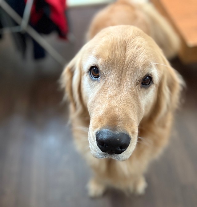 ちゃんと目を合わしてくれたら、こんな可愛い瞳をしているピケくん（画像提供：ピケのお母さん）