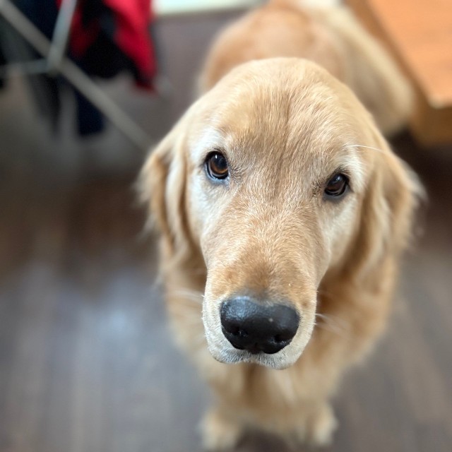 ちゃんと目を合わしてくれたら、こんな可愛い瞳をしているピケくん（画像提供：ピケのお母さん）