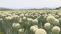 香川県三豊市三野町のタマネギ畑