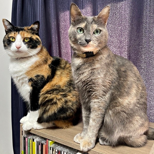 立ち姿も美しい（左から）たびちゃん、にびちゃん（画像提供：にびたびさん）