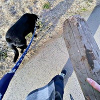 秒で「相棒」を放置したハロくん（画像提供：ハロさん）