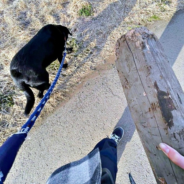 秒で「相棒」を放置したハロくん（画像提供：ハロさん）