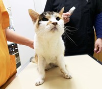 実は19歳と高齢だった三毛猫。たくさんの人の愛と手助けで再び飼い主さんと会うことができました