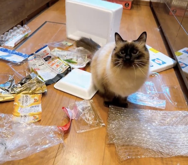 ペット可賃貸の審査で猫の写真提出があることを知り、やんちゃな愛猫は「落ちそう」とXに投稿（もきゅさん提供）