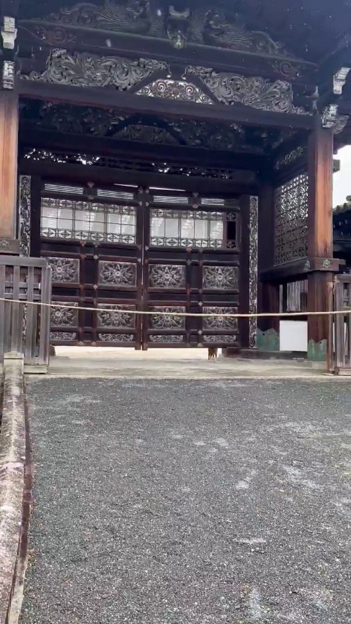 その後、猫は姿を消したとのこと。 ※荒城祥善さんのX動画より抜粋