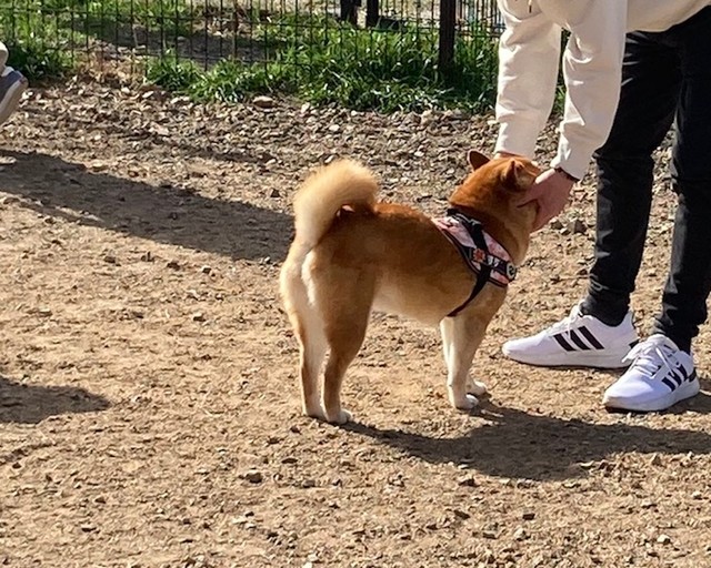 ドッグランではランをせず、知らない飼い主さんになでてもらいに回るすずちゃん（動画からキャプチャー／提供：ミニすずさん）