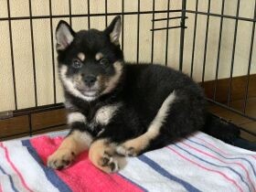 まだねむたいよ　生後２カ月の豆柴「もも」は家族の幸せ