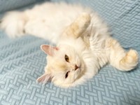 ぐーんと伸びながらくつろぐモナカちゃん（画像提供：“モナカ“ スコティッシュたち耳さん）