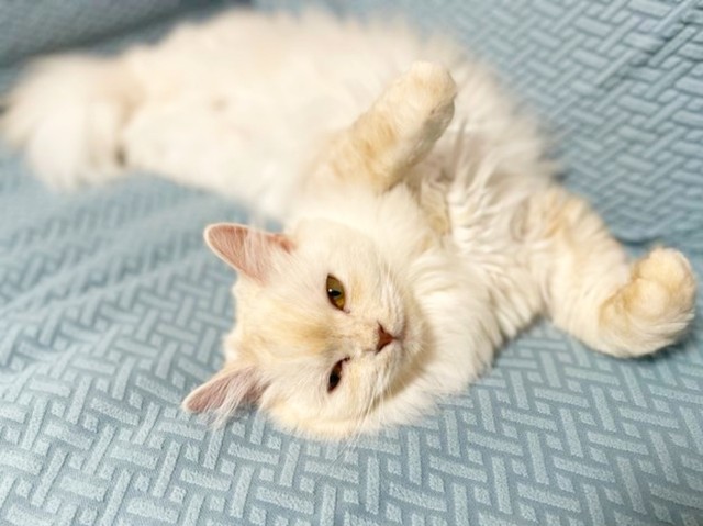 ぐーんと伸びながらくつろぐモナカちゃん（画像提供：“モナカ“ スコティッシュたち耳さん）