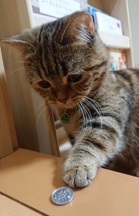 1円ではちゅ～る買えないかも・・・（提供写真）