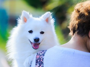 飼い主の死後、ペットはどうなる？　遺贈や死因贈与の前にまず考えたいケース分け 前編