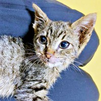 保護時、口の片側が裂ける大ケガの治療が必要だったねずくん（画像提供：ねこズとにぼしさん）