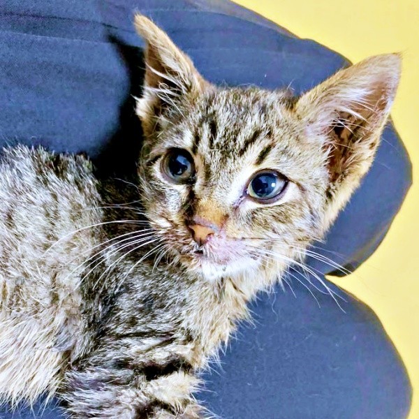 保護時、口の片側が裂ける大ケガの治療が必要だったねずくん（画像提供：ねこズとにぼしさん）