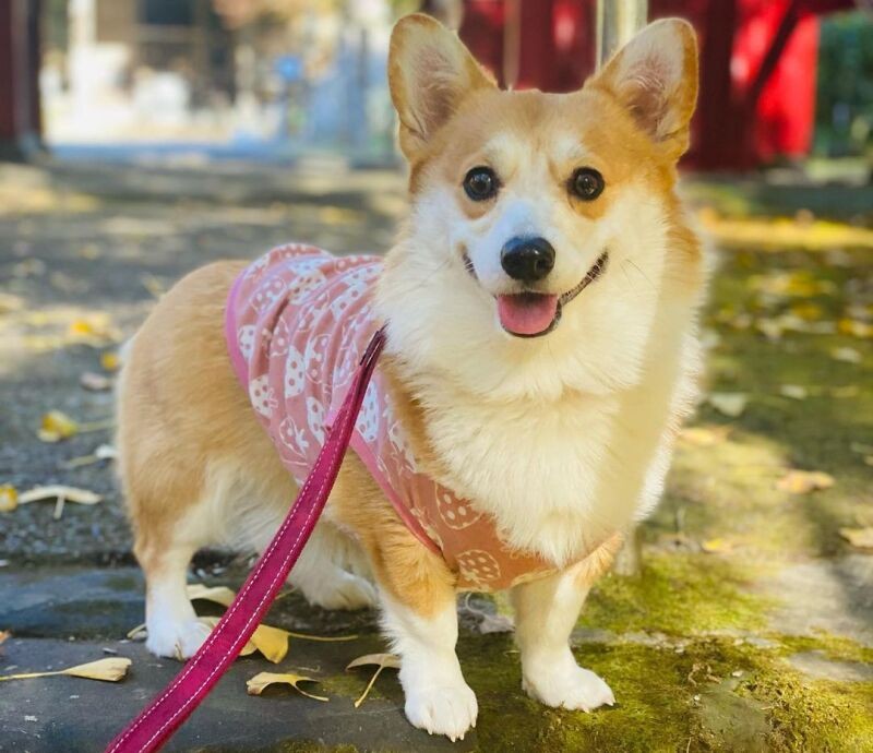 毎年、紅葉とイチョウのじゅうたんを見に行くんだ！ コーギー「コムギ