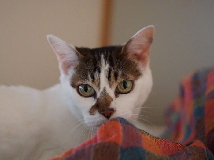 「母さんの留守が長い時は近所の人が世話に来てくれるの」