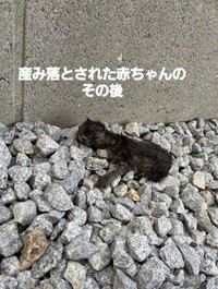 産み落とされた子猫を保護（「NPO法人 アニマルスマイル香川」さん提供、Instagramよりキャプチャ撮影）