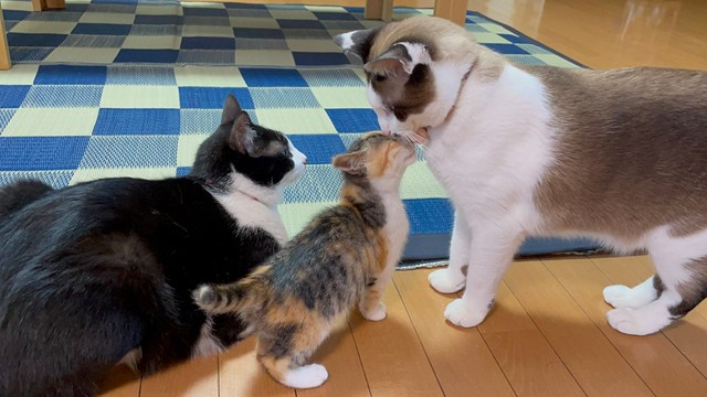 仲良しのふくくん（左）と子猫をお世話するじんくん。子猫もじんくんに懐きます