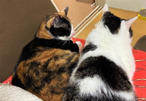 最近はミーナに負けない貫禄もついてきた（奈々さん提供）