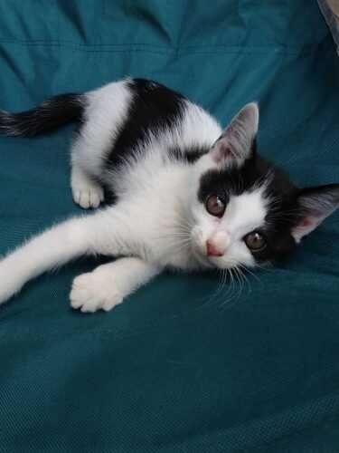 家にきたころの「花子」