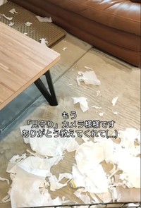 ティッシュが散乱した、見るも無残な光景（「🇯🇵 犬と暮らす | 空色桜雲」さん提供、Instagramよりキャプチャ撮影）