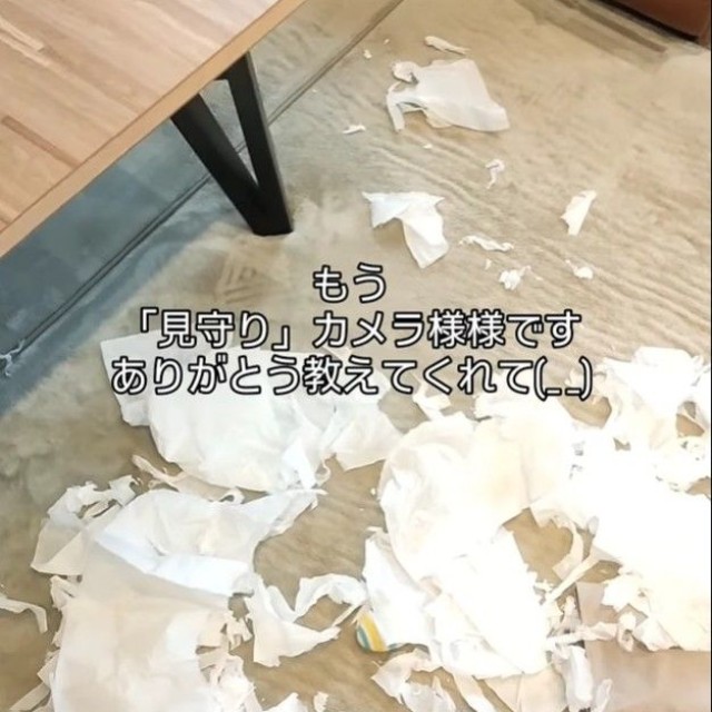 ティッシュが散乱した、見るも無残な光景（「🇯🇵 犬と暮らす | 空色桜雲」さん提供、Instagramよりキャプチャ撮影）