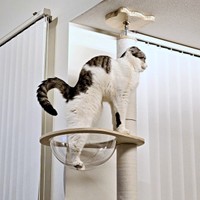 体をぐーんと伸ばしてボニャールになるセラくん（画像提供：今日、セラさん）