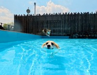 泳ぐわんちゃんと飛び込むわんちゃん（提供：🍞コーギーつむぎ🍞さん）