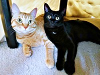 弟の黒猫・どん兵衛ちゃんが家族に。おぬくんはお兄ちゃんになりました（画像提供：おぬどんさん）