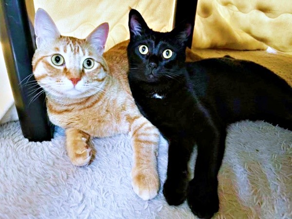 弟の黒猫・どん兵衛ちゃんが家族に。おぬくんはお兄ちゃんになりました（画像提供：おぬどんさん）