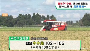 宮城県「やや良」の見込み　米の作況指数　品薄は新米流通で徐々に回復へ