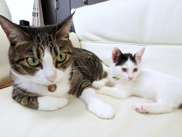 先住猫のちーちゃんと、2014年に生後推定1.5カ月ころ迎えられたばんちゃん（画像提供：ふぅさん）