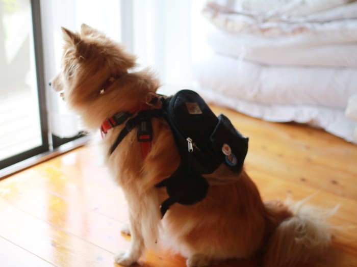 リュックが似合う男の背中