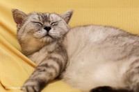 幸せそうな顔でスヤスヤ