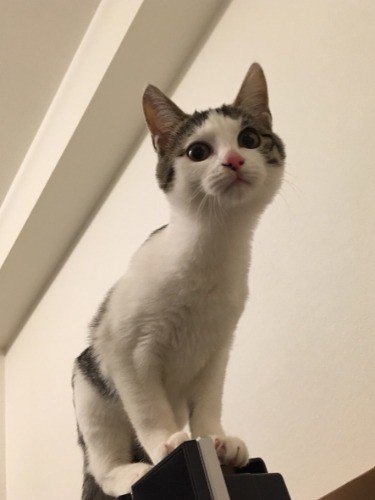 何か気になる様子のシッピ(大森直撮影)