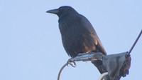 カラスはなぜ黒い？ 岡山大学が解明　止まらないKa〜Ka　秘密は″スイッチ”にあり