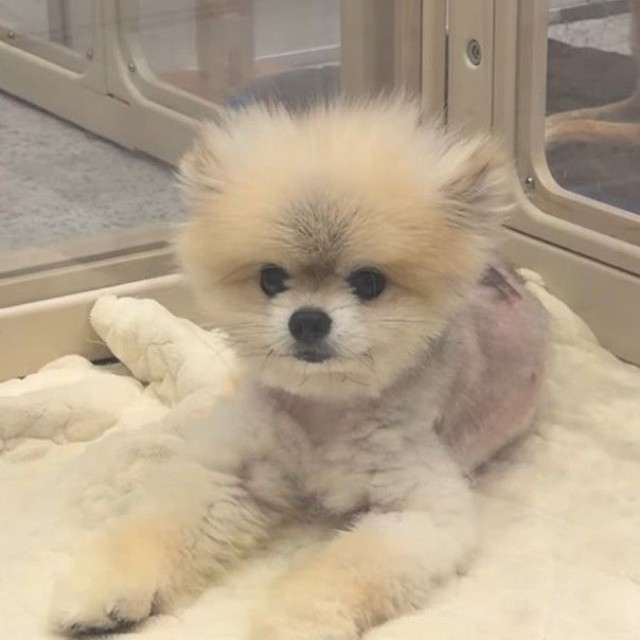 怖くて歯をむくこともあったが、スタッフは毎日のお世話を優しく、ゆっくり行うようにしていたという（「【保護犬シェルター】anifare大阪（アニフェア）」さん提供、Instagramよりキャプチャ撮影）