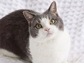 全戦全敗でも、おねえちゃんが大好きなマンチカン「アトム」