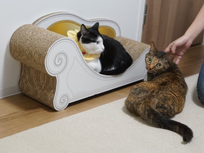 中国で拾った猫は、貴婦人のような美人 飼い主は「しもべ」に  犬・猫 