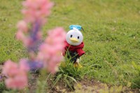 「ぬいもーず」のドナルド。お花の撮影中のようです（ちぇゆさん提供）