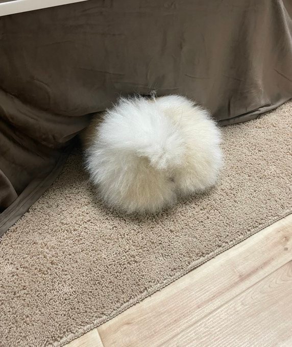 とりあえず温まってチャージするちくわちゃん＝ちくわ(ポメ)さん（@chikuwa_pome222）提供